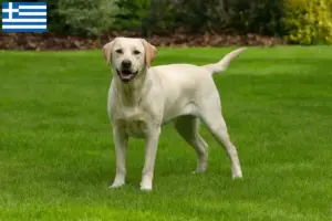 Mehr über den Artikel erfahren Labrador Züchter und Welpen in Griechenland