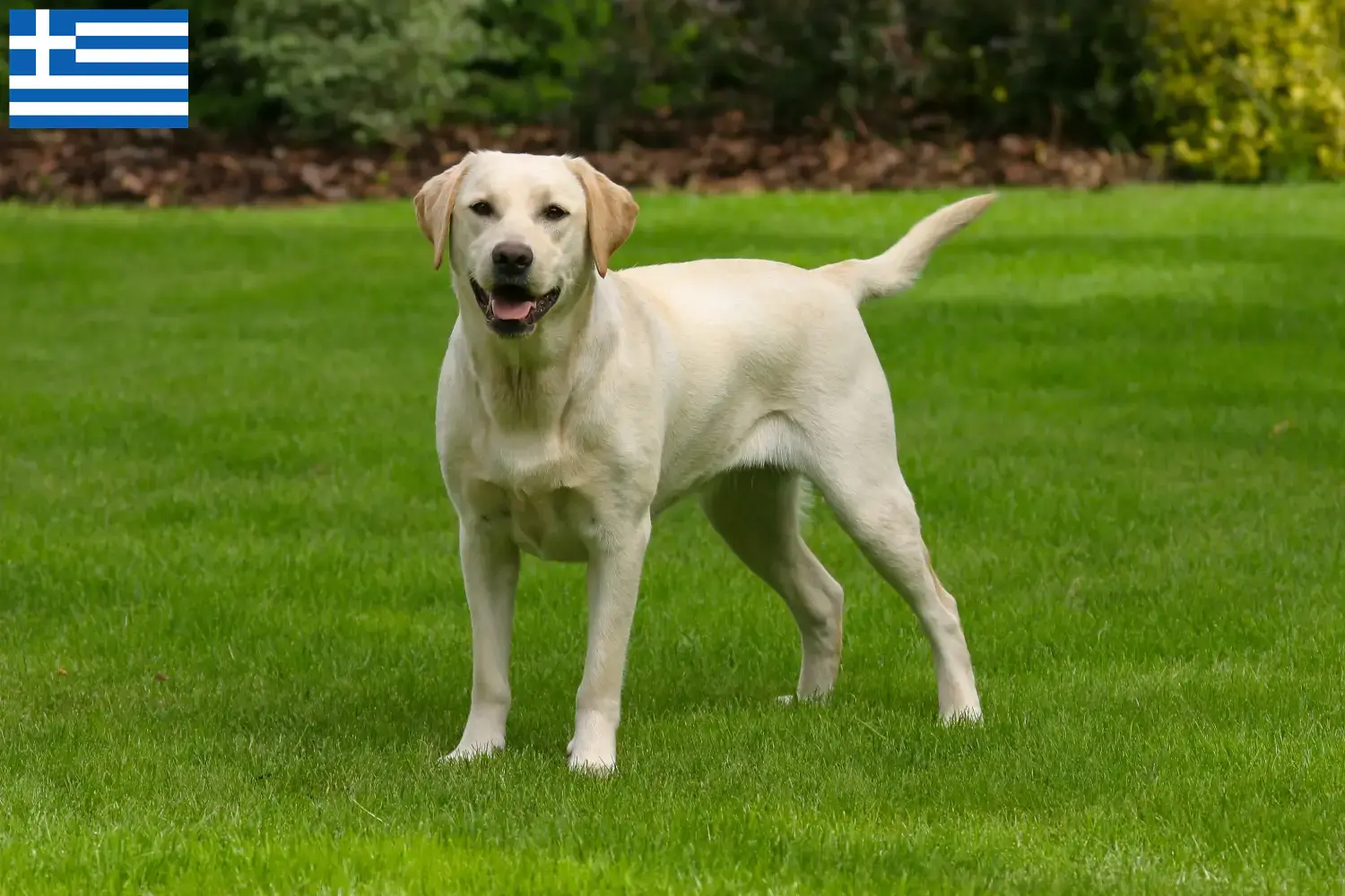 Labrador Welpen und Züchter Griechenland Hier findest Du Labradore Züchter in Griechenland.