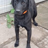 🐾Junghund Nero sucht dich🖤