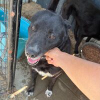 ❤️‍🔥freundliches Labradormixmädchen Gigi❤️‍🔥