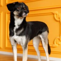 BETTY - 1,5 Jahre / 49cm - kennt Katzen