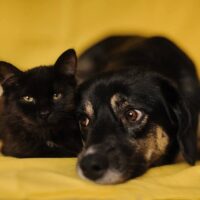 BETTY - 1,5 Jahre / 49cm - kennt Katzen