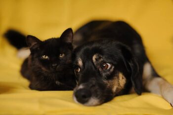 Miniaturansicht für das Anzeigenbild