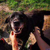 CRNILO - temperamentvoller Charmeur auf vier Pfoten sucht Kuschelplatz