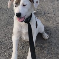 Ben, Monate alter süsser sozialer Hundebube, er liebt alle und jeden, Menschen, Kinder, Hund, Katze