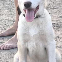 DRINGEND Lino, ein junger Mix Bube, süss, sozial, liebt alle und jeden - Mensch, Hund, Kind, Katze