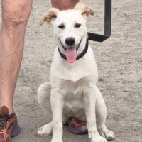 DRINGEND - Beka soziale, süsse Labbi-Mix-Hündin, sie liebt alle: Mensch, Kind, Hund, Katze