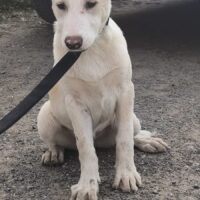 DRINGEND Tito, sozialer süsser Labbi-Mix-Bube, er liebt jeden: Mensch, Kind, Hund, Katze