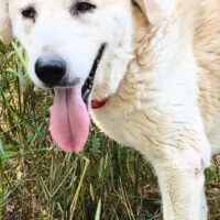 Renata, Seele eines Hund, Mixmädchen, super lieb, sozial, total relaxt, toll mit Mensch, Kind, Katze