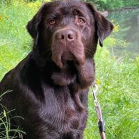 Labrador reinrassig Show Line Familienhund Labbi