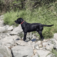 Jack sucht ein Zuhause