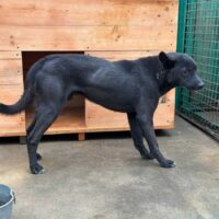 🙏Zuhause für Monty gesucht🙏