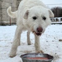 Misha - Rüde - ca. 2 Jahre - mit VIDEOS