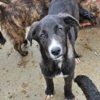 Jaci - geb. 2023 - mit VIDEO