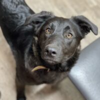 🐾🩷Lady – eine wahre Hundedame sucht ihr Glück!🩷🐾Kennt Katzen🩷🐾mit Videos!