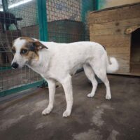 Jessie - ca. 2 Jahre alt - mit VIDEOS !!!