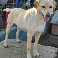 Arwen - geb. 10/2021