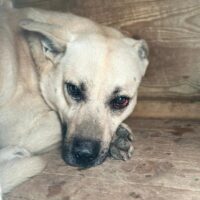 🆘Tötungshund Bruno braucht dringend ein Zuhause (mit VIDEOS !!!)🆘