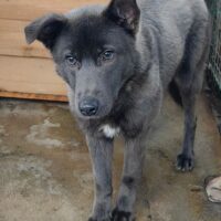 🍀🎉RESERVIERT🎉🍀Wer rettet Nox aus der TÖTUNG & gibt ihm ein geduldiges & erfahrenes Zuhause?