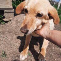 ZUTICA - unsere charmante Herzensdame auf vier Pfoten!