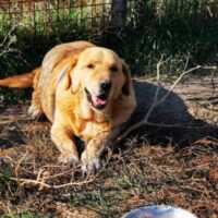 LIJA - unser Herzenshund, ein Gentleman im besten Alter