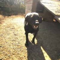 MIRKO - ein Herzenshund auf der Suche nach seinem Glück! (mit VIDEOS)