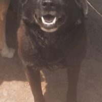 MIRKO - ein Herzenshund auf der Suche nach seinem Glück! (mit VIDEOS)