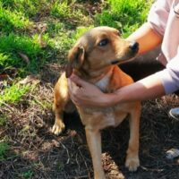 ZULE - ein traumhafter Herzenshund sucht sein Glück (mit VIDEO)
