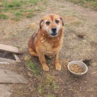 TEDI - ein lieber Sonnenschein auf vier Pfoten! (mit VIDEOS)