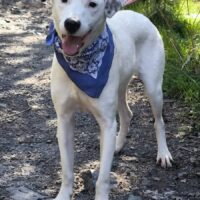 BALU, süßer Familienhund, lieb mit Kindern, Hunden, Katzen