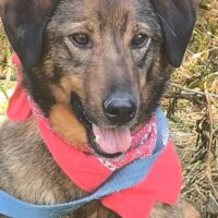 SHADOW, liebevolles Hundemädchen, mittelgroß, toll mit Kindern, Katzen, Hunden