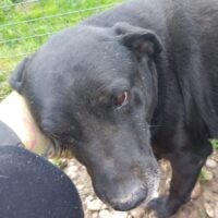 ROBIN - der Schmusebär auf der Suche nach seinem Lieblingsmenschen (mit VIDEOS)