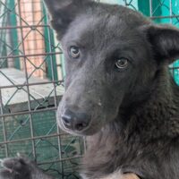 🆘Wer rettet Nox aus der TÖTUNG & gibt ihm ein geduldiges & erfahrenes Zuhause?🆘mit VIDEO!