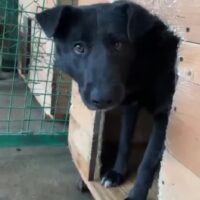 🆘⚠️‼️Rettungsengel für Luna gesucht‼️⚠️🆘