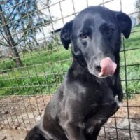 TEO - ein echter Herzenshund sucht sein Glück!