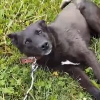 🙏Zuhause für Monty gesucht🙏
