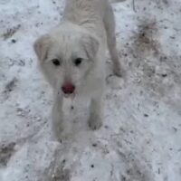 Misha - Rüde - ca. 2 Jahre - mit VIDEOS