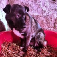 Safira - geduldiges Zuhause mit viel Ruhe, Liebe und Zuneigung gesucht!