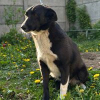 NAIDA - ca. 2 Jahre - 50 cm - sehr ruhig und bescheiden
