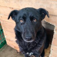🆘Langzeitinsassin Nisha hofft so sehr auf Rettung aus der Tötung🆘3-4 Jahre alt 🆘mit VIDEO!!!