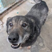 🆘Wer rettet Anton aus der Tötung?🆘mit VIDEO!