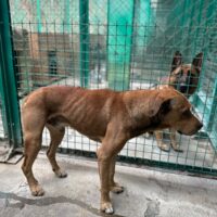 🆘Kalu - steht die meiste Zeit regungslos in seiner Tötungsbox🆘