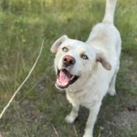 LEO - mit blauen Augen - mit VIDEOS!
