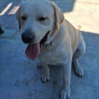 URSU - Labradormischling - ca. 1 Jahr jung - mit VIDEO