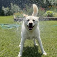 LEO - mit blauen Augen - mit VIDEOS!