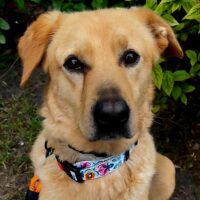 Belle (2,5 Jahre Kiew / Ukraine) – Fröhliche Schönheit auf vier Pfoten