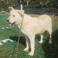 Bella 56 cm geb. 06/2018 wurde von ihren Menschen verlassen