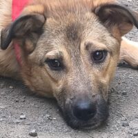 BETTY, ruhige, liebe Hundedame, die Kinder sehr mag, auch mit Katzen und Hunden leben kann