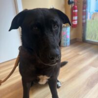 SUCHI: 2-jährige Labradormischlingshündin sucht eine Zuhause