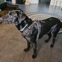Labrador Mischling Charlie